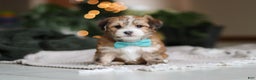 Morkie dogs for sale: Tyson - Ad 13