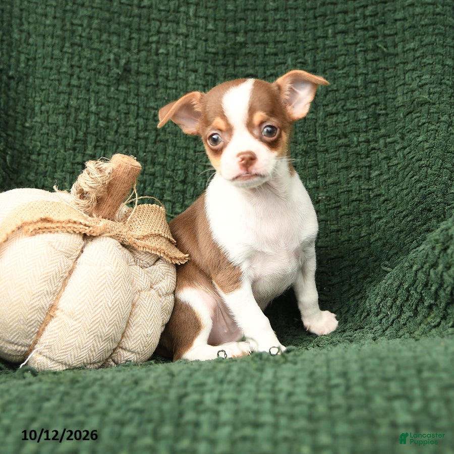 Chihuahua dogs for sale: Professor Wiggles - Ad 1