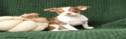 Chihuahua dogs for sale: Professor Wiggles - Ad 3