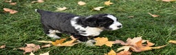 Mini Bernedoodle dogs for sale: Joy - Ad 5