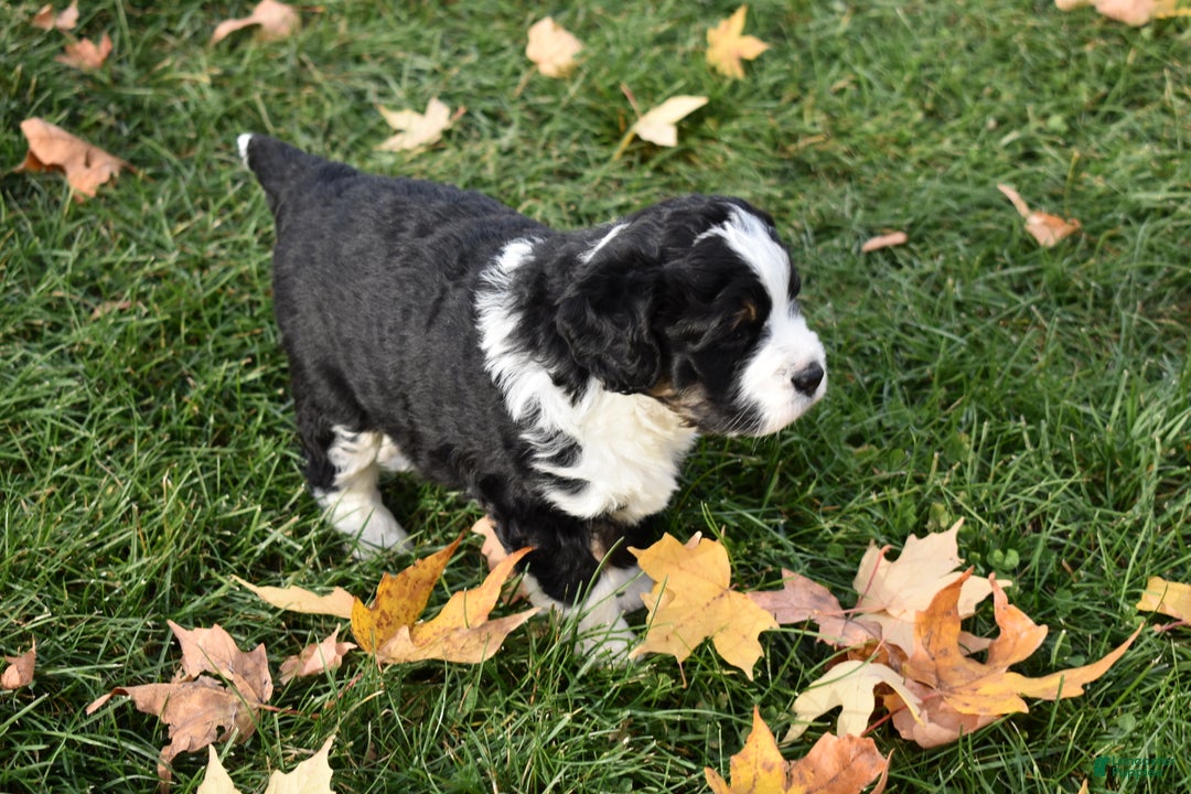 Mini Bernedoodle dogs for sale: Joy - Ad 5