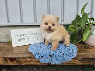 Pomeranian dogs for sale: Thea - Ad 4
