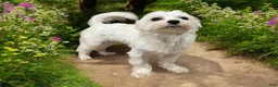 Morkie dogs for sale: Hansel  - Ad 11