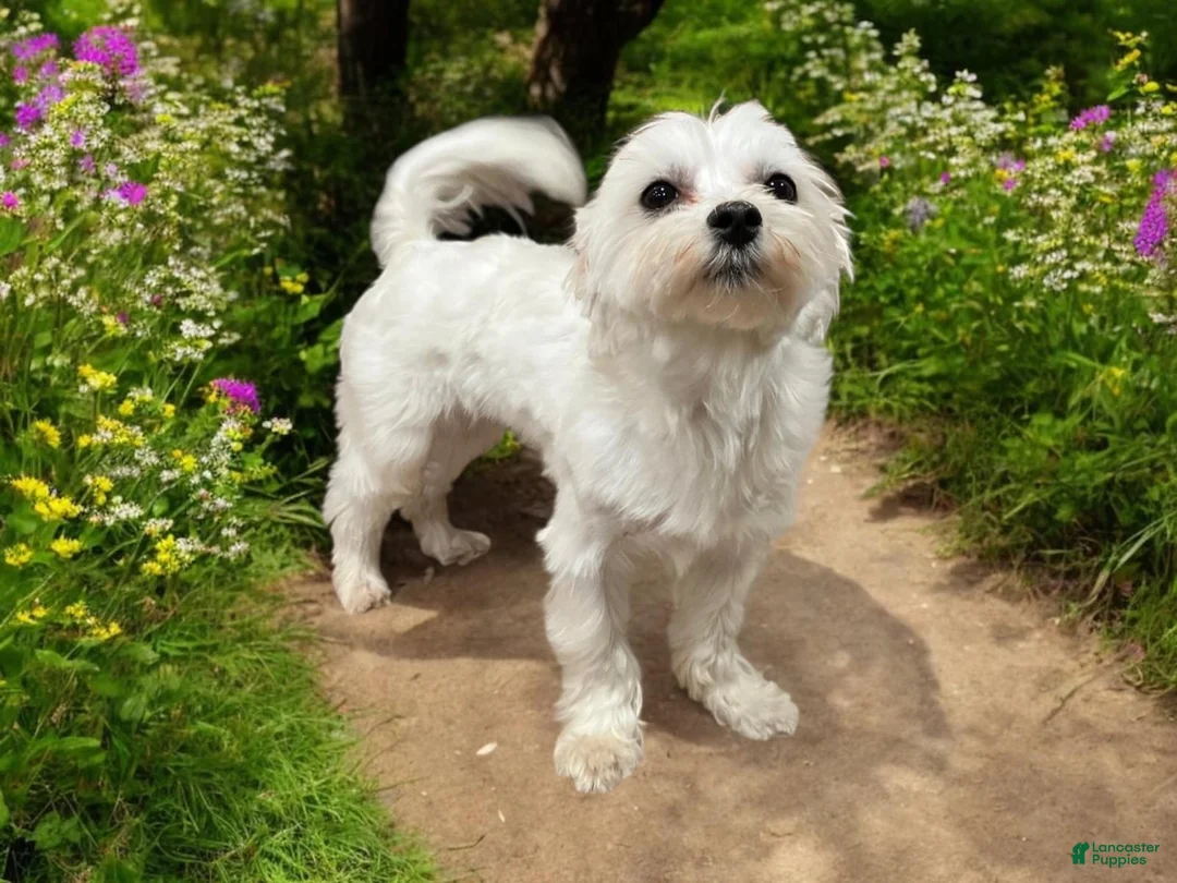 Morkie dogs for sale: Hansel  - Ad 11