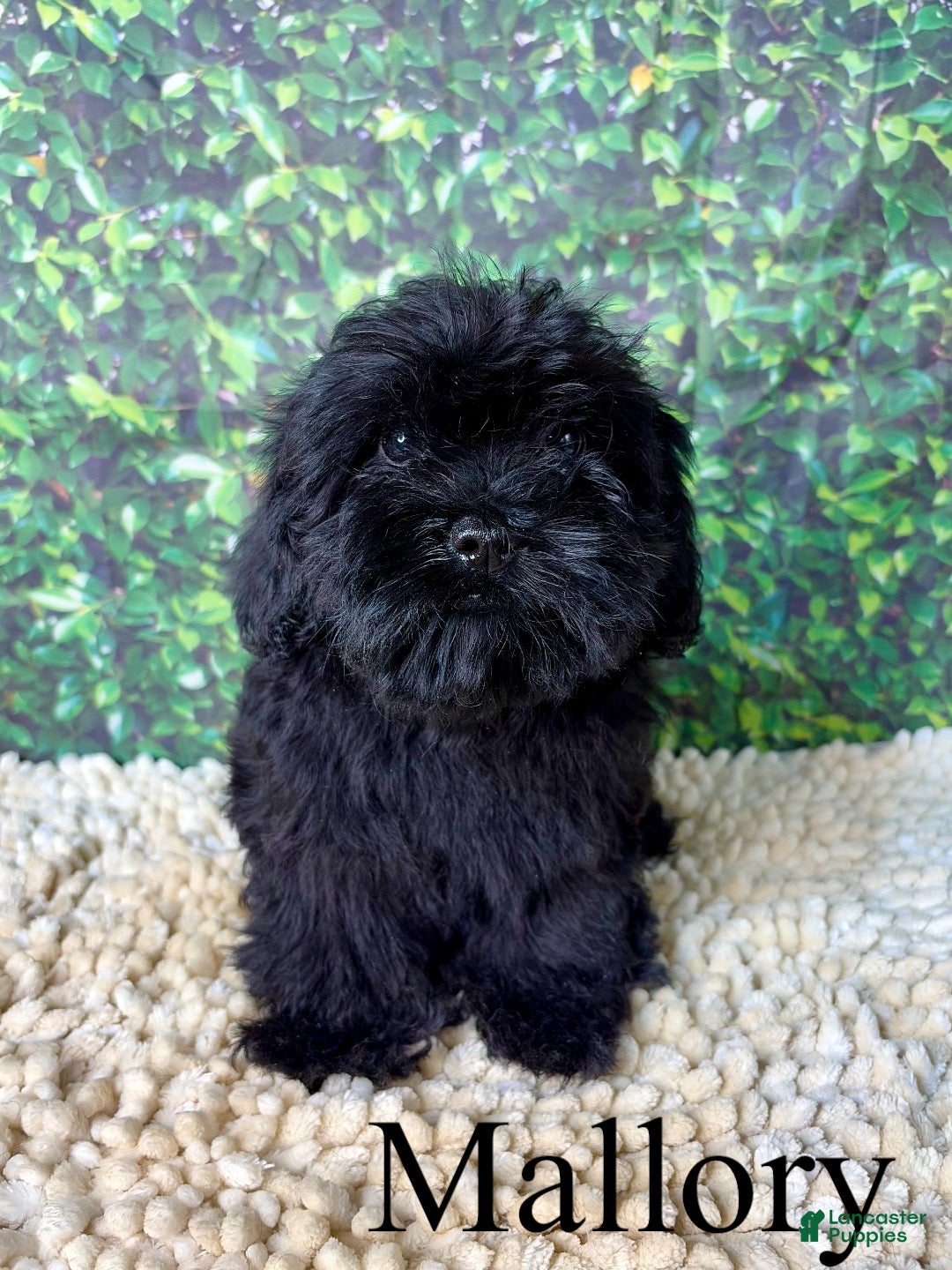 Mixed Breed dogs Mallory - Ad 1