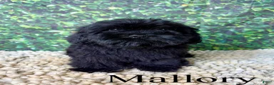 Mallory