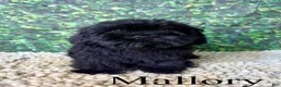 Mixed Breed dogs for sale: Mallory - Ad 1