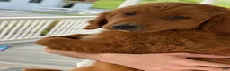 Goldendoodle dogs for sale: Oscar - Ad 6