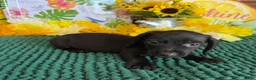 Miniature Dachshund dogs for sale: Blackie - Ad 3