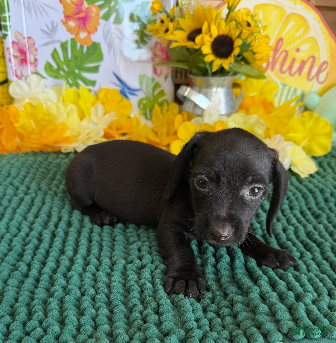 Miniature Dachshund dogs for sale: Blackie - Ad 3