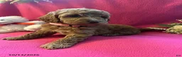 Cockapoo dogs for sale: Shylow - Ad 5