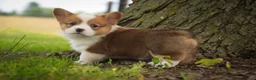 Welsh Corgi Pembroke dogs for sale: Woody - Ad 6