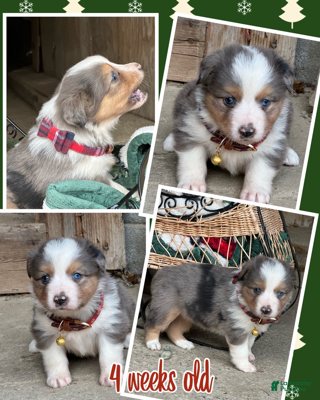 Miniature Australian Shepherd dogs for sale: Spice - Ad 2