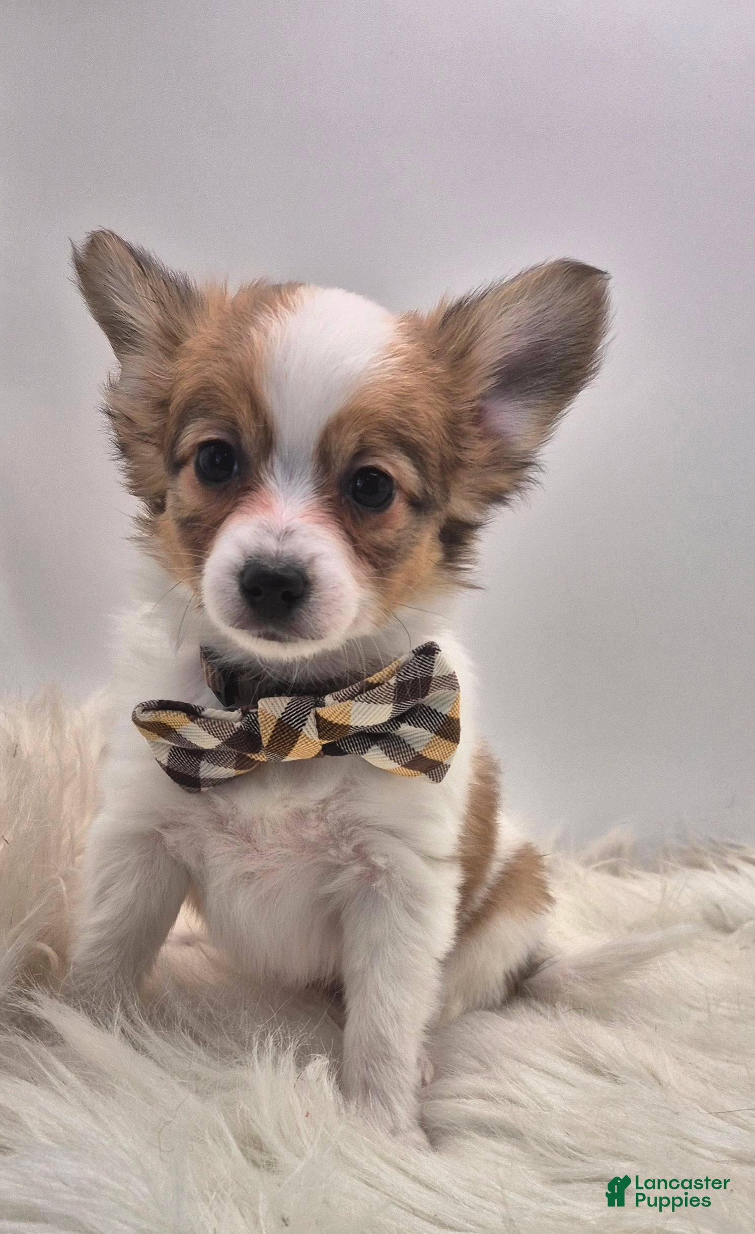 Papillon dogs Red male(Scout) - Ad 2