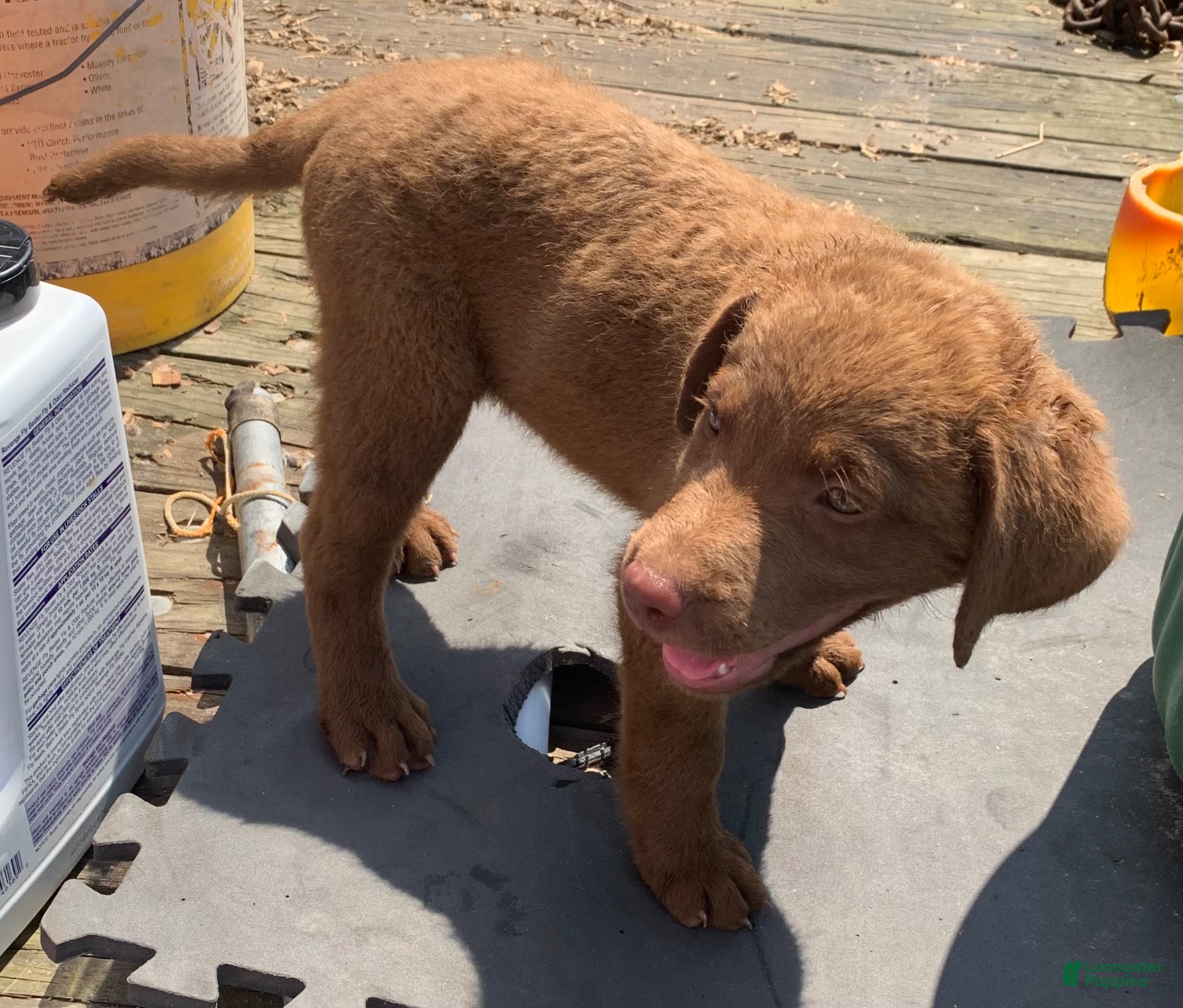 Chesapeake Bay Retriever dogs Chesapeake Bay Retriever 4 - Ad 6