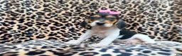 Beagle dogs for sale: Winnie - Ad 8