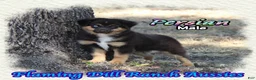 Miniature Australian Shepherd dogs for sale: Persian - Ad 4
