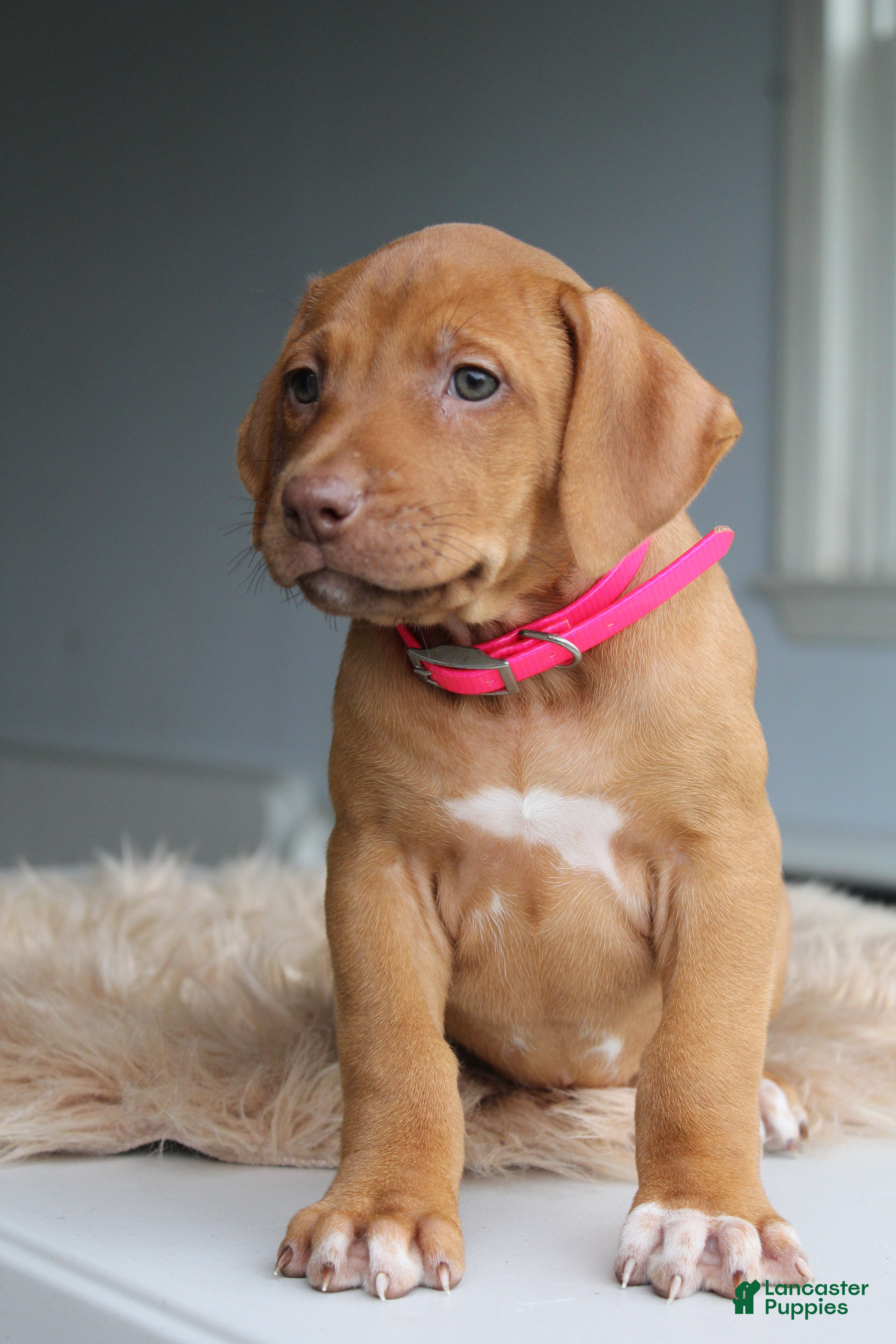 Rhodesian Ridgeback dogs Ruby - Ad 1