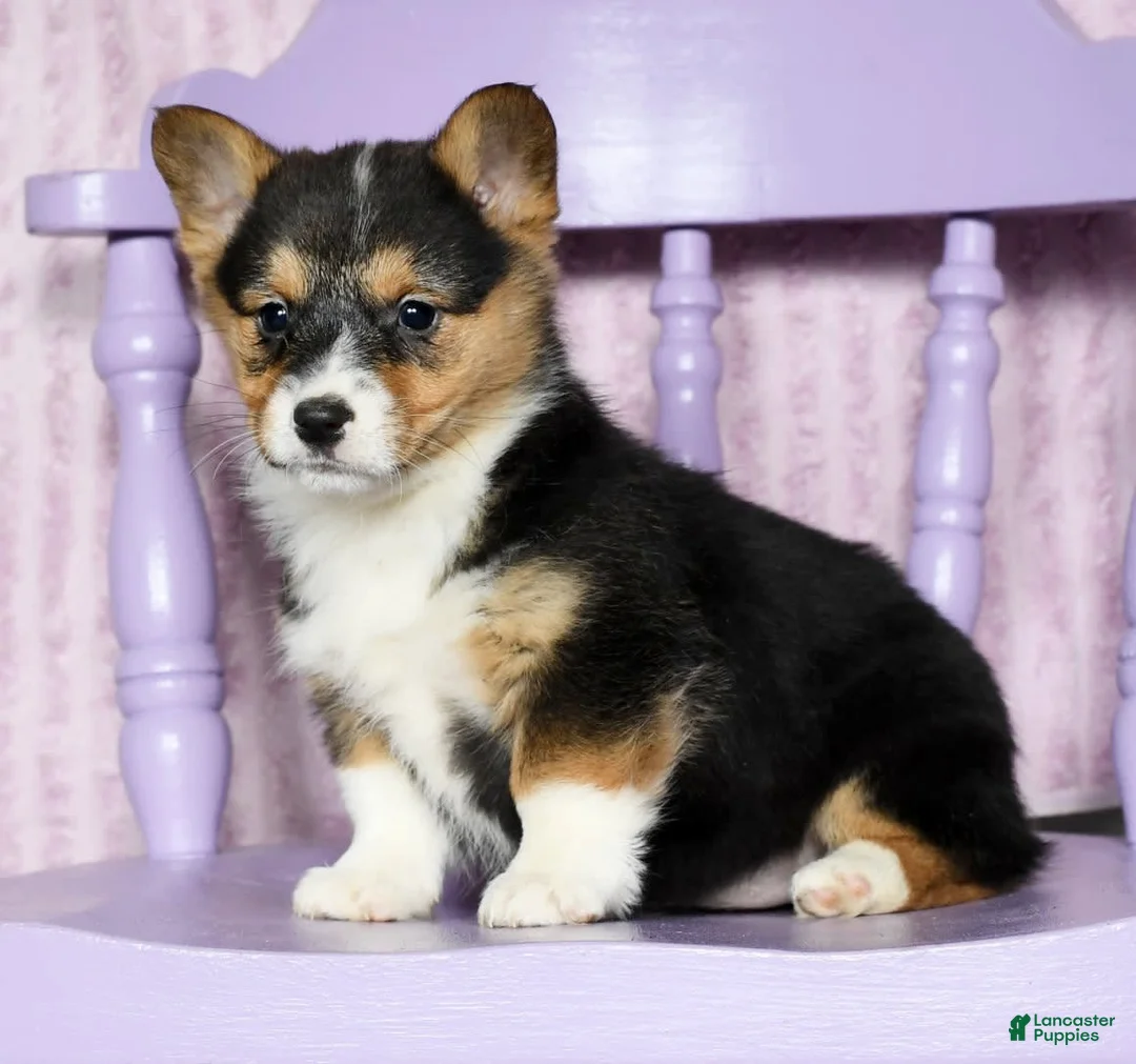 Gallery Image {{count}}