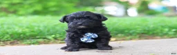 Yorkiepoo dogs for sale: Pat - Ad 1