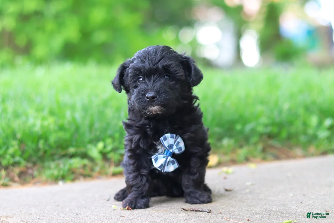 Yorkiepoo dogs for sale: Pat - Ad 1