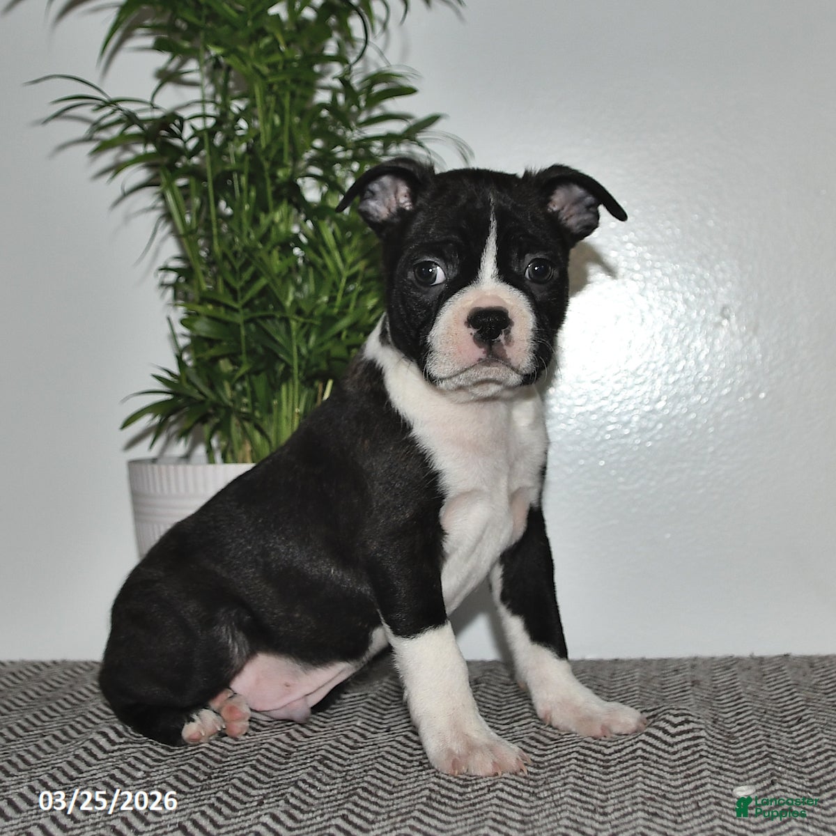 Boston Terrier dogs Preston - Ad 2