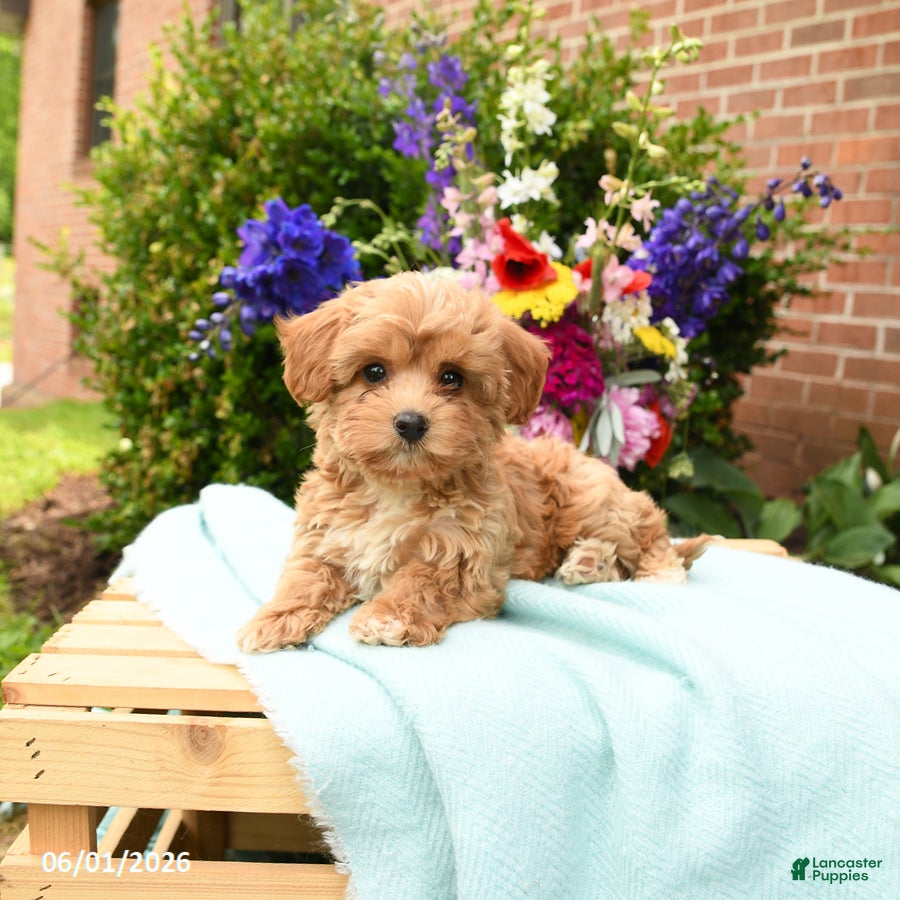 Maltipoo dogs Lacie - Ad 1