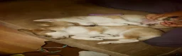 Gerberian Shepsky dogs for sale: Lagertha - Ad 8