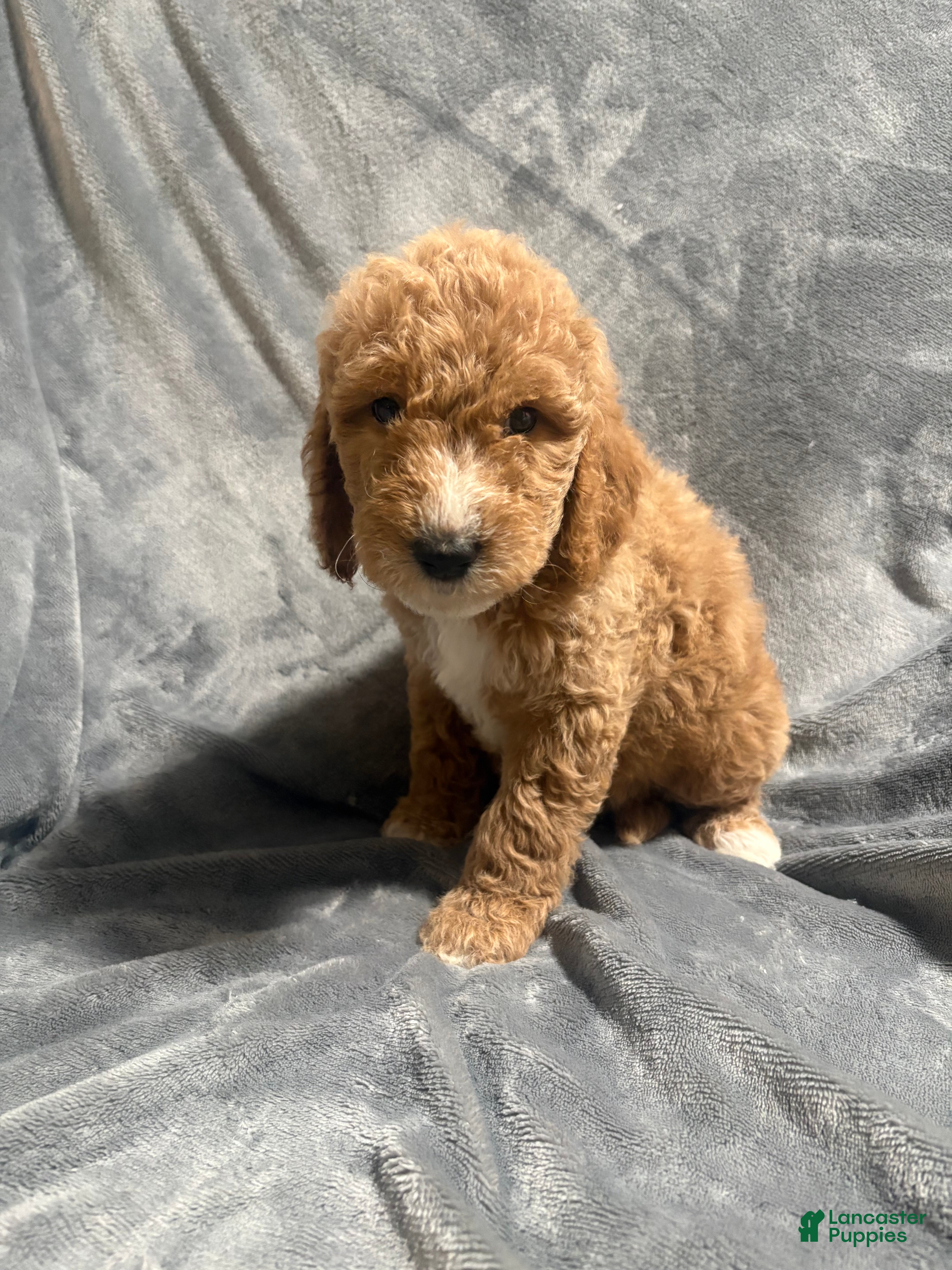 Goldendoodle dogs Hazel - Ad 16