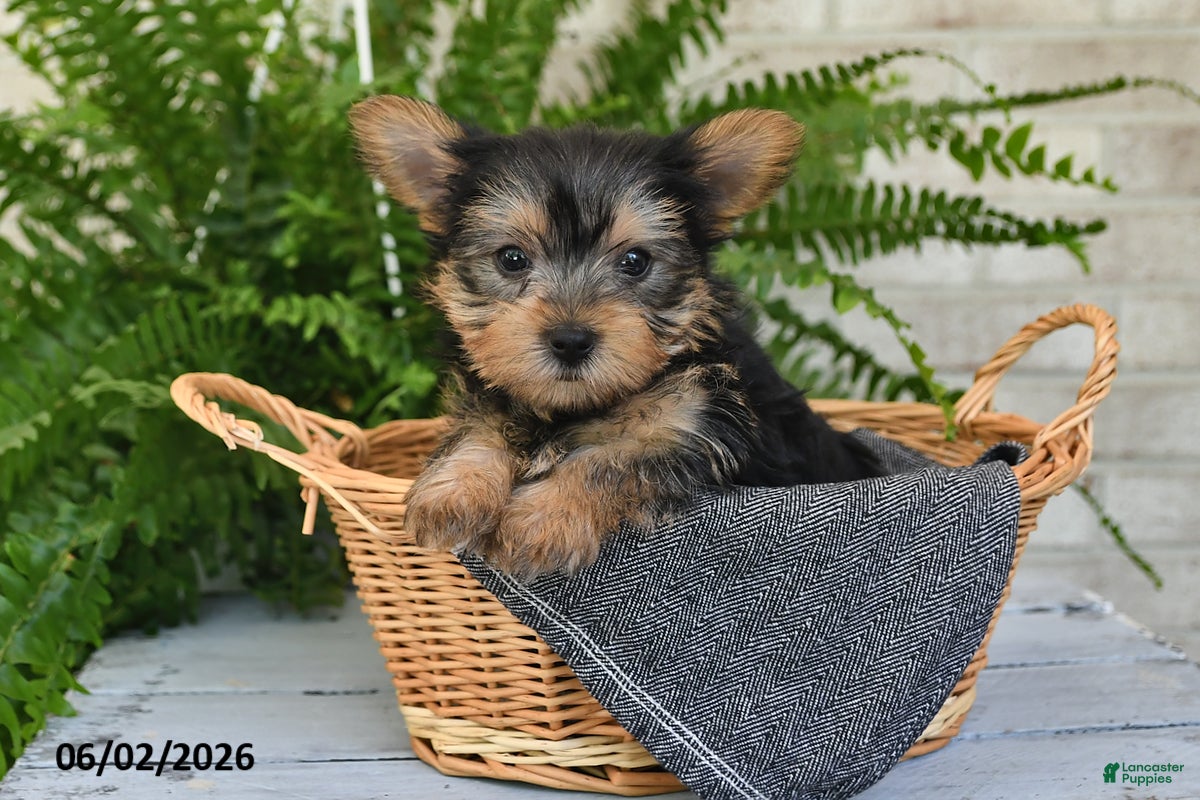 Yorkshire Terrier dogs for sale: Biscuit - Ad 2