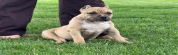 American Bully dogs for sale: Flora - Ad 2