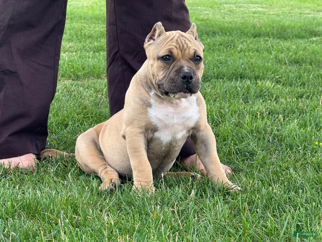 American Bully dogs for sale: Flora - Ad 2