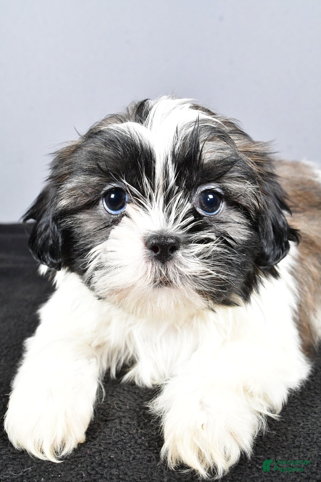 Shih Tzu dogs for sale: Lexi - Ad 5