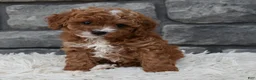 Cavapoo dogs for sale: Reese  - Ad 3