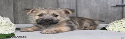 Cairn Terrier dogs for sale: Alex - Ad 8