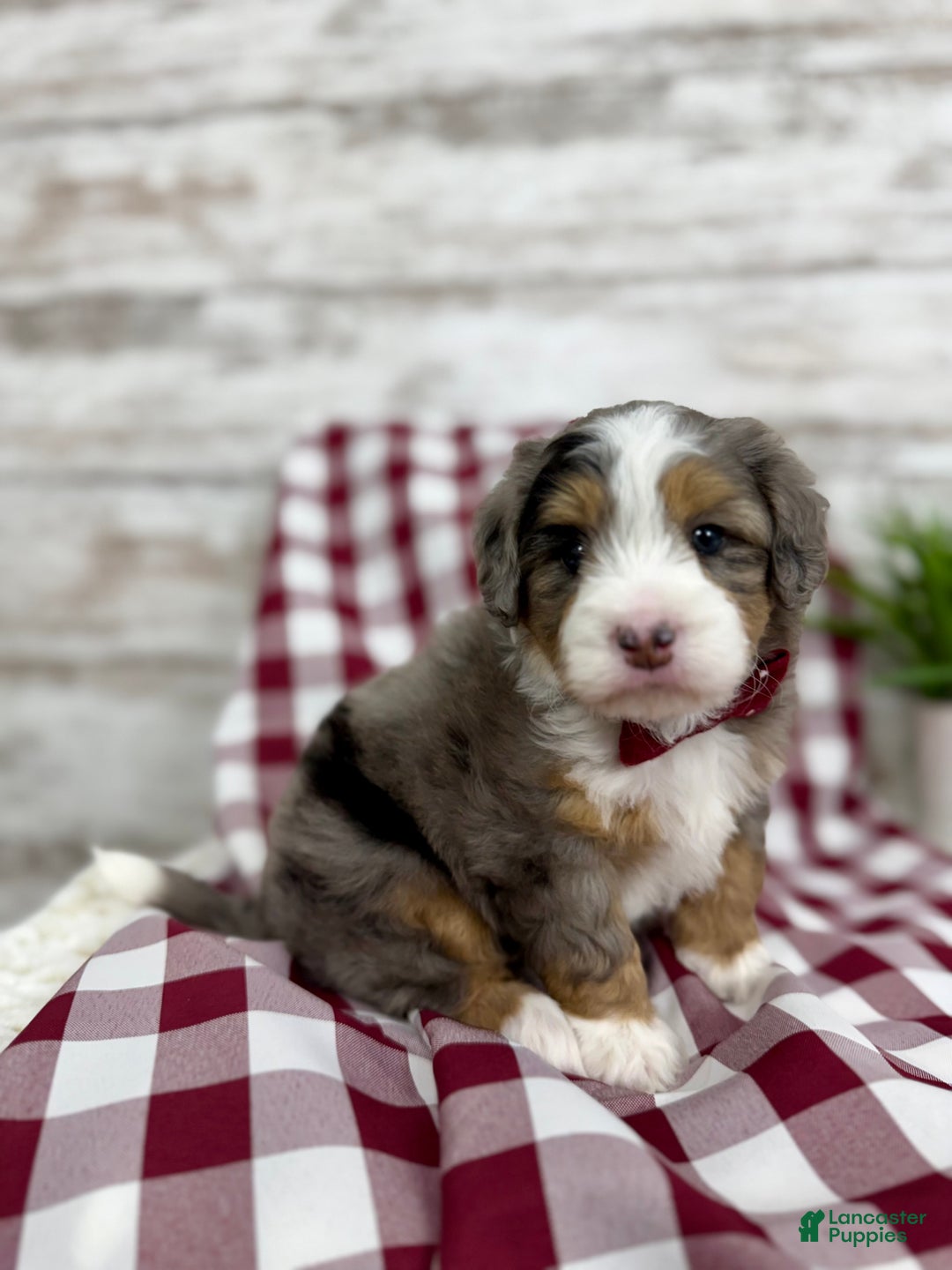 Mini Bernedoodle dogs for sale: Vince - Ad 7