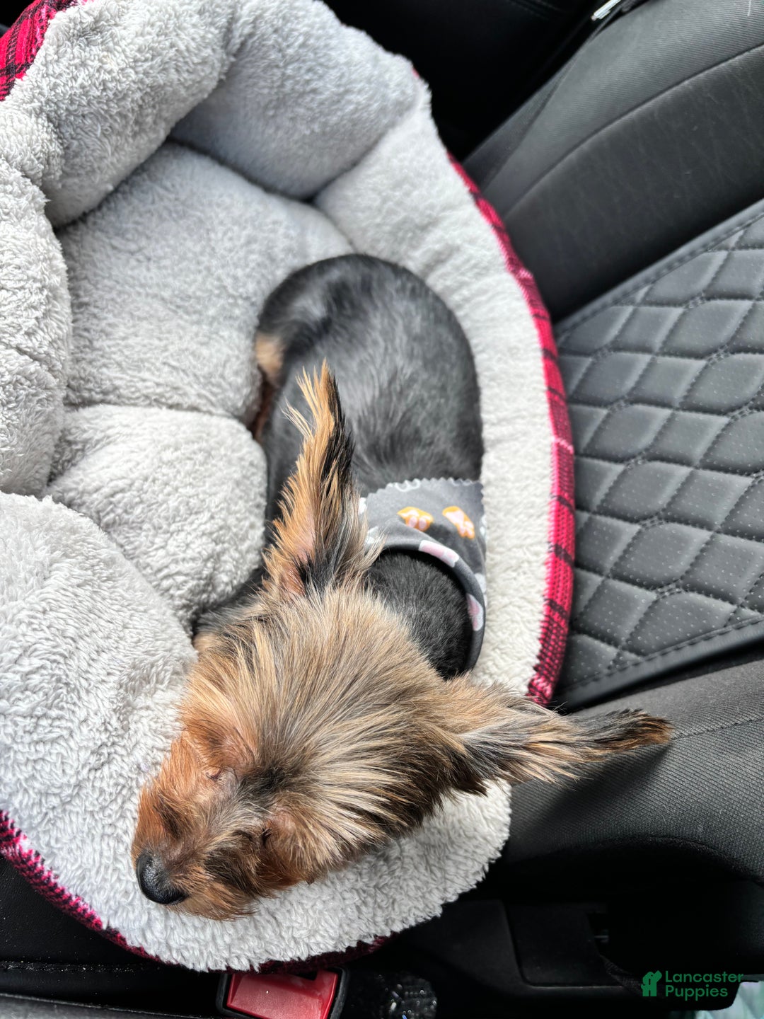 Yorkshire Terrier dogs for sale: Yorkshire Terrier juno - Ad 7