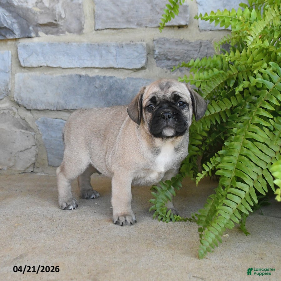 Frug dogs Hickory - Ad 2