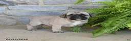 Frug dogs for sale: Hickory - Ad 2