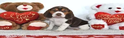 Beagle dogs for sale: Hunter - Ad 4
