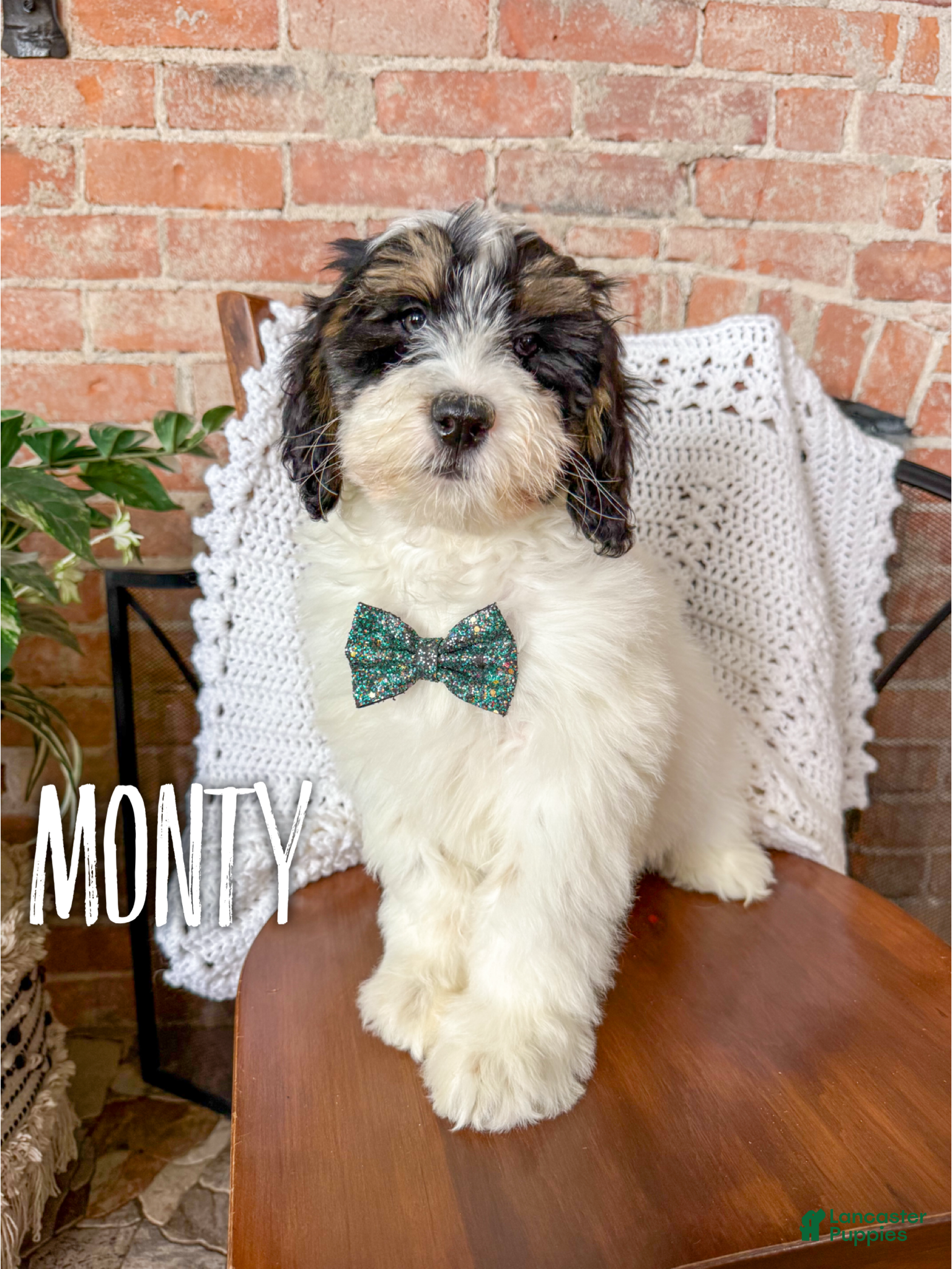 Mini Bernedoodle dogs Monty - Ad 12