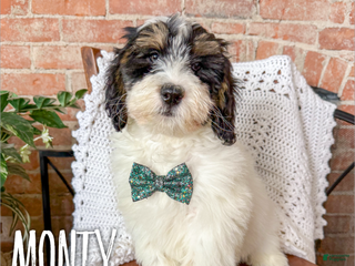 Mini Bernedoodle dogs Monty - Ad 12