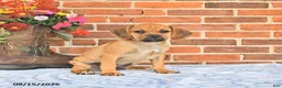 Puggle dogs for sale: Sunnie - Ad 3