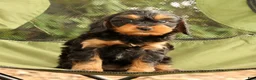 Cavapoo dogs for sale: Sasha - Ad 7