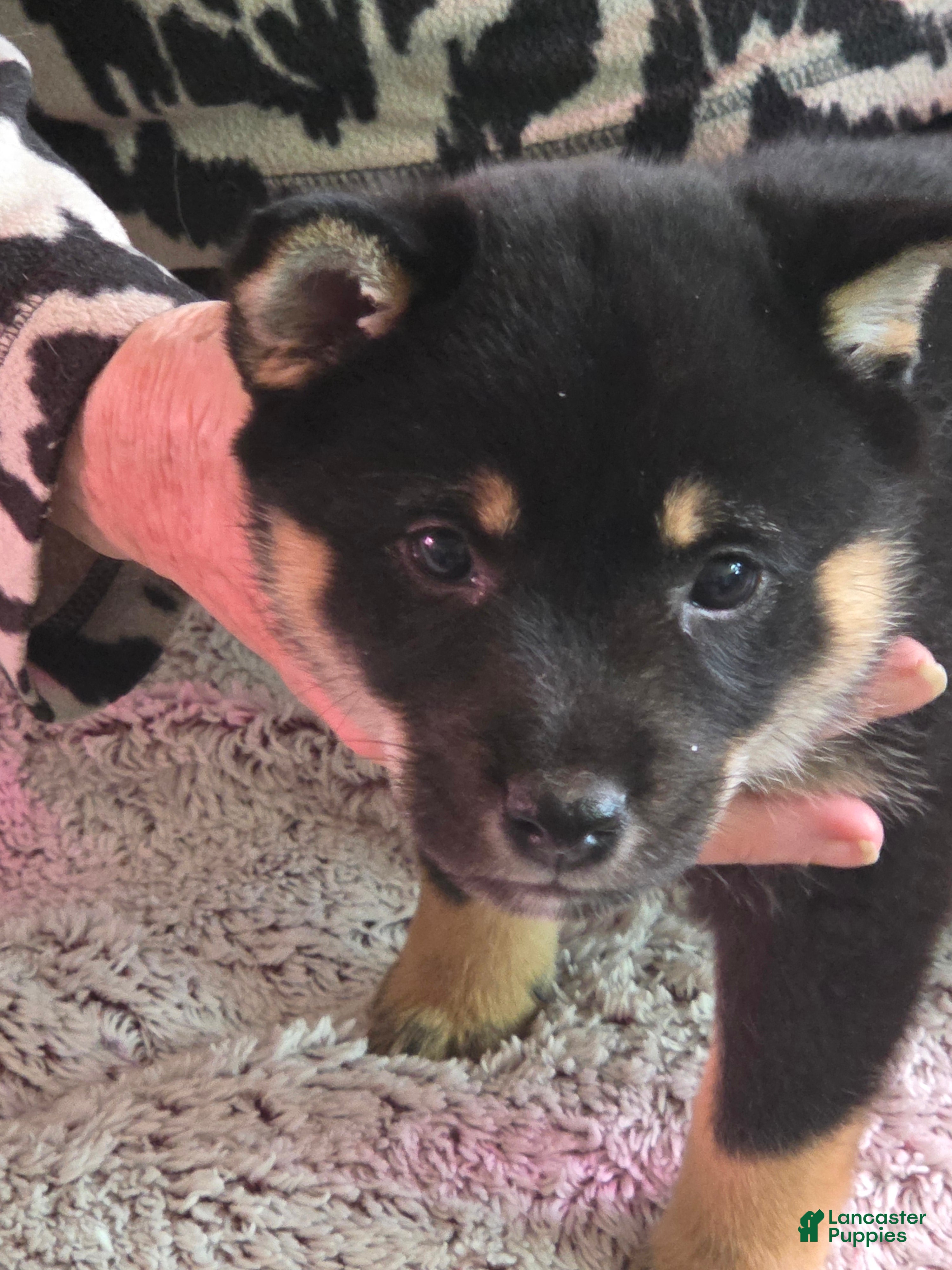 Shiba Inu dogs Shiba Inu Puppy 5 Big Boy - Ad 30