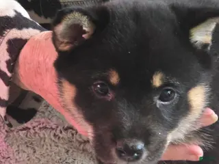 Shiba Inu dogs Shiba Inu Puppy 5 Big Boy - Ad 30