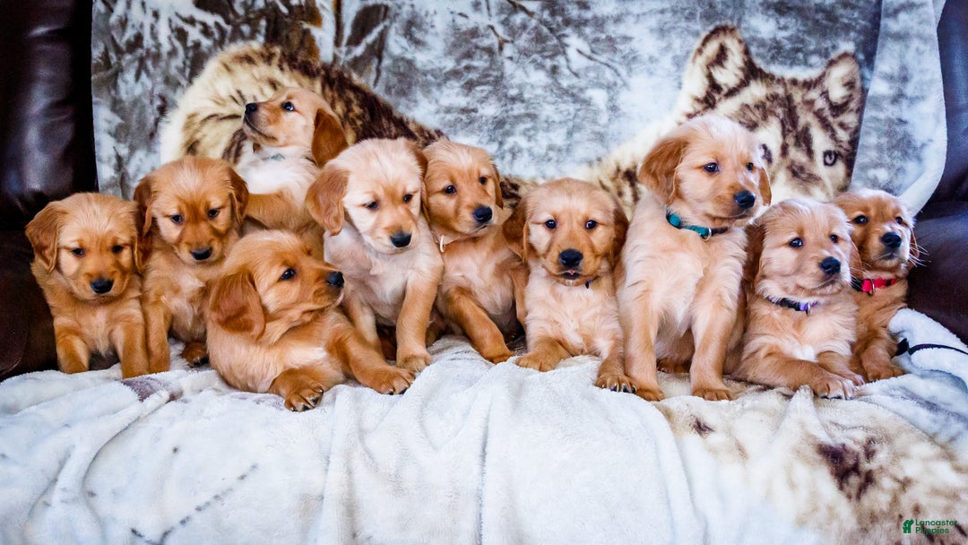 Golden Retriever dogs for sale: Elana - Ad 13