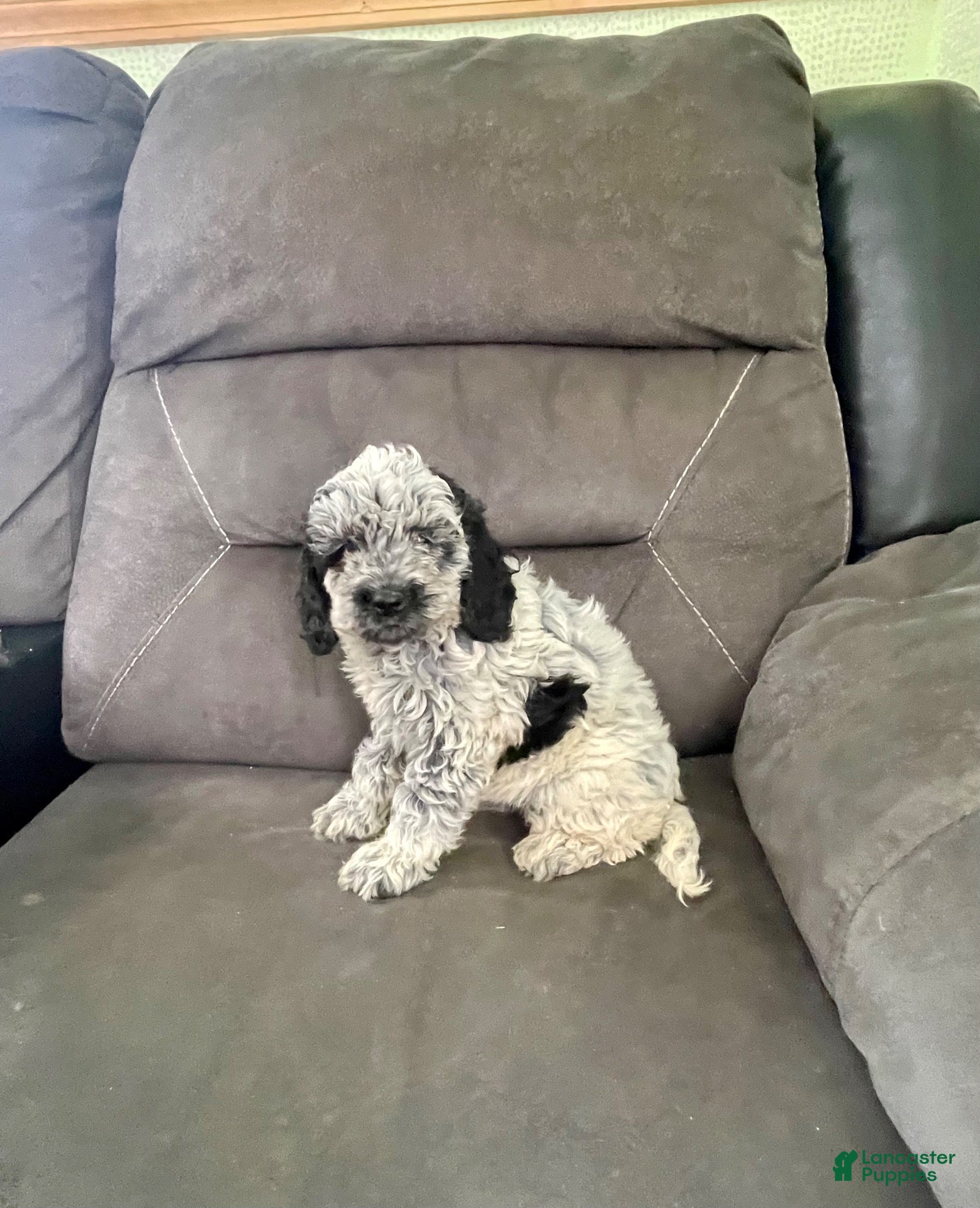 Cockapoo dogs Cockapoo 3 - Ad 2