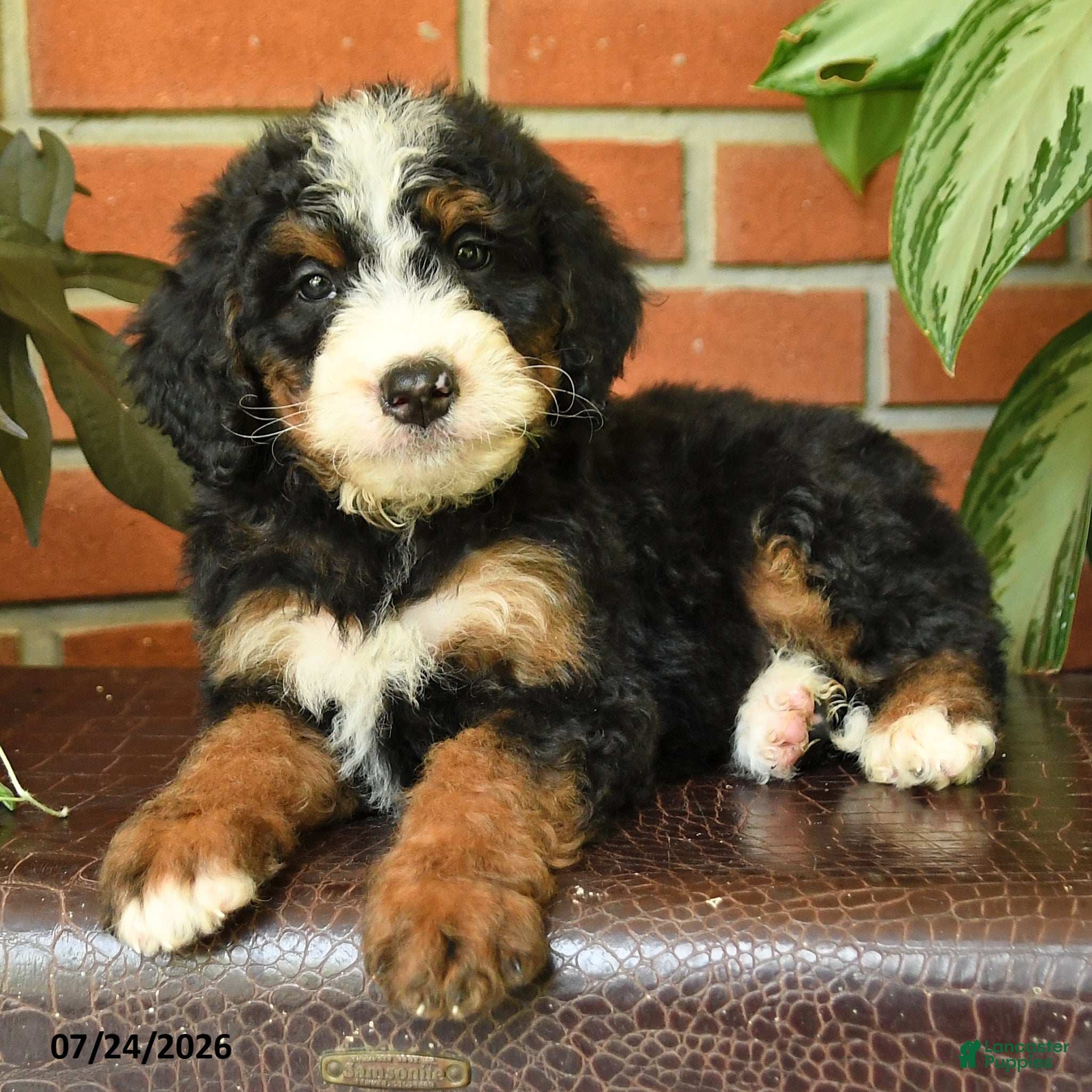 Bernedoodle dogs Jewel - Ad 2