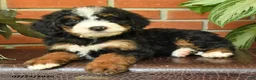 Bernedoodle dogs for sale: Jewel - Ad 2